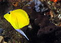 Yellow Longnose Butterflyfish,Forcipiger flavissimus at Pona do Ouro, Mozambique (6648673001).jpg