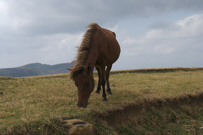 File:Yonaguni horse.jpg