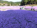 永沢寺花しょうぶ園 (11)