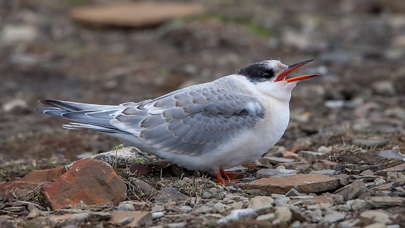 File:Young Arctic tern, not yet fledged.jpg