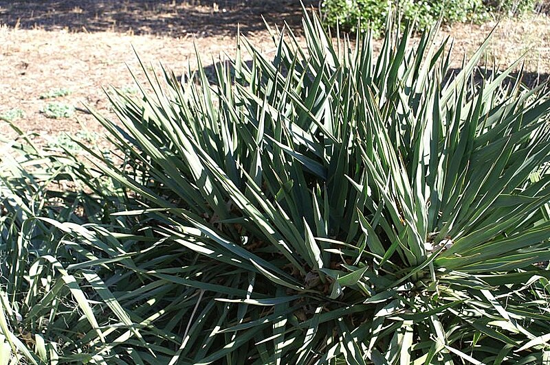 File:Yucca filamentosa 9zz.jpg