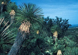 <i>Yucca linearifolia</i> Species of flowering plant