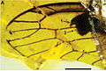 June 22: a prehistoric snakefly, Styporaphidia hispanica