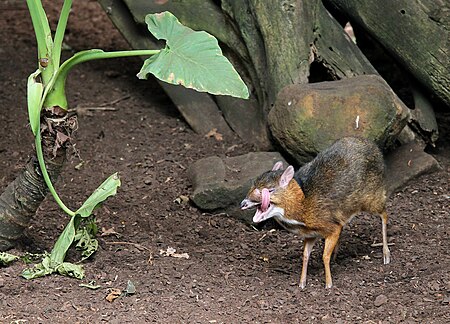 Tập_tin:ZooParc_de_Beauval_Cerf-souris_Chevrotain_malais_Tragulus_javanicus_08082019_01_9230.jpg