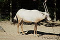 Arabische Oryx