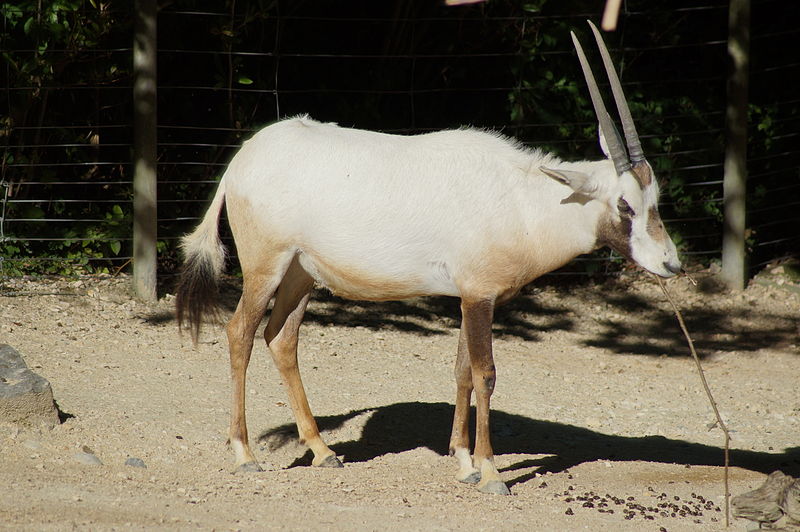 File:ZooZürich - Oryx leucoryx 4.JPG