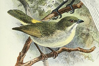 <span class="mw-page-title-main">Golden-rumped flowerpecker</span> Species of bird