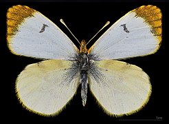 Anthocaris belia androgyne - mounted specimen - female dorsal