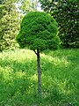 Jardín botánico de Kharkiv nat.  im de la universidad  V. Karazina.JPG