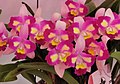 Rlc. Village Chief Chanel cv Chief Pearl Rhyncholaelia × Cattleya