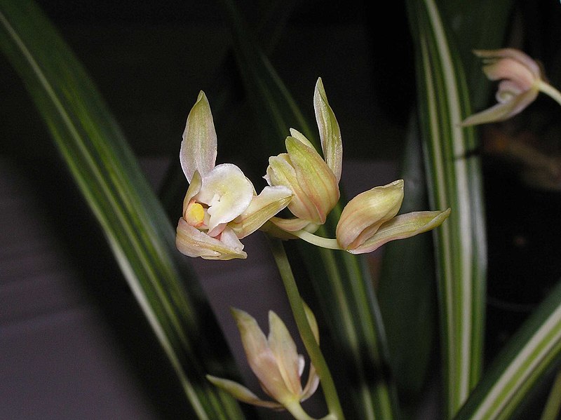 File:報歲花王錦 Cymbidium sinense -香港沙田國蘭展 Shatin Orchid Show, Hong Kong- (12267231734).jpg