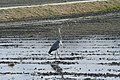 2021年5月26日 (水) 03:35時点における版のサムネイル