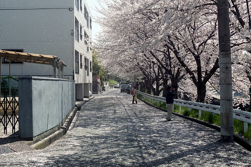 File:花絨毯、花吹雪 - panoramio.jpg