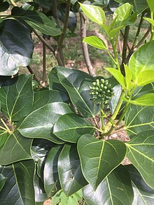 Dendropanax morbiferus at Suncheon in South Korea(2017-08-18)