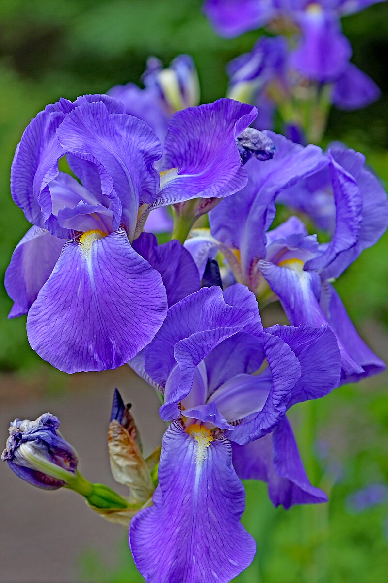 Iris × germanica - Wikipedia