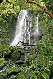 Southland temperate forests