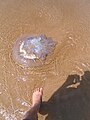 Ans Ufer gespült muss eine Qualle sterben.