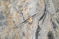Wild bearded vulture and Gemmi at Pfyn-Finges Licensing: CC-BY-SA-4.0
