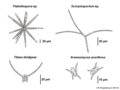 04 02 05 conidia, Ingoldian Hyphomycetes, staurospores, asexual fungi, imperfect fungi (M. Piepenbring).png
