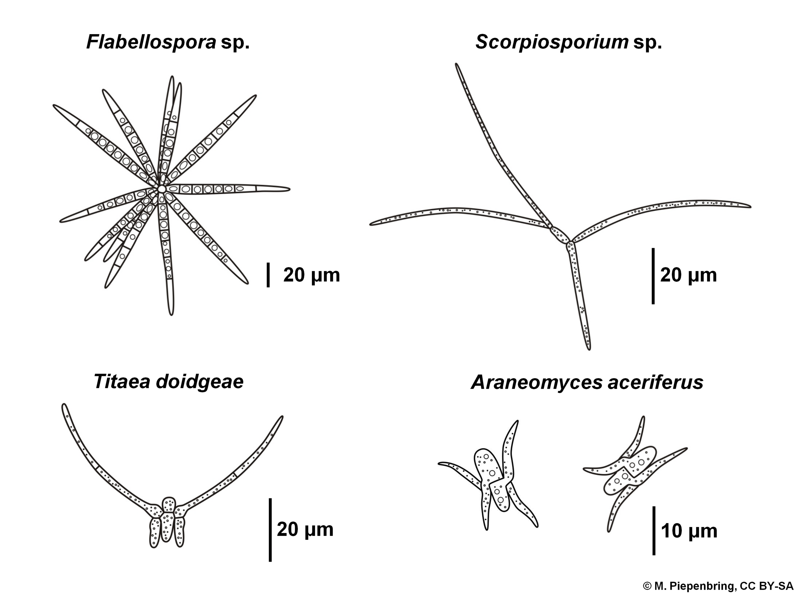 conidia