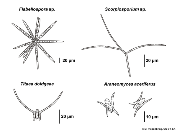 Conidia, Ingoldian Hyphomycetes, staurospores, asexual fungi, imperfect fungi (diagram by M. Piepenbring)