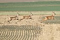 * Kandidimi Three wild roe deers running in the Vaud countryside --Giles Laurent 00:57, 28 May 2024 (UTC) * E miratuar  Support Good quality. --Basile Morin 03:40, 28 May 2024 (UTC)