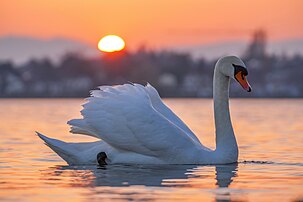 Un cygne tuberculé au couchant sur le lac Léman, à l'embouchure de la Chamberonne. (définition réelle 7 686 × 5 127)