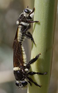 <i>Mallophora fautrix</i> Species of fly