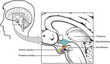 1806 The Hypothalamus-Pituitary Complex.jpg