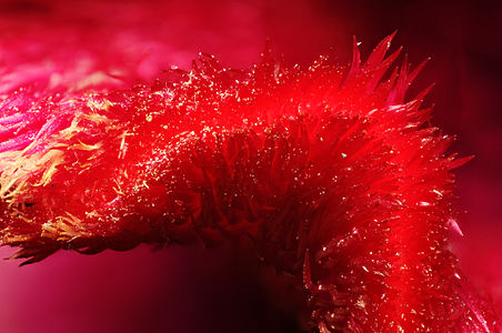 Amaranthus sp. flower (focus stacking)