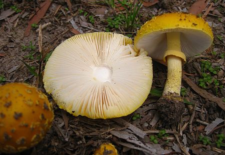 Amanita_flavella