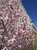 Thumbnail for File:2015-03-27 13 45 00 Purple-leaf plum blossoms at the Northeastern Nevada Museum in Elko, Nevada.JPG