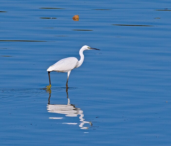 File:2018.09.11.-01-Loire-Saint-Denis-en-Val--Seidenreiher.jpg