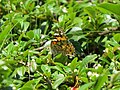 2019-06-07 Vanessa cardui (painted lady) on Cotoneaster dammeri (carpet cotoneaster) at Bichlhäusl, Tiefgrabenrotte, Frankenfels