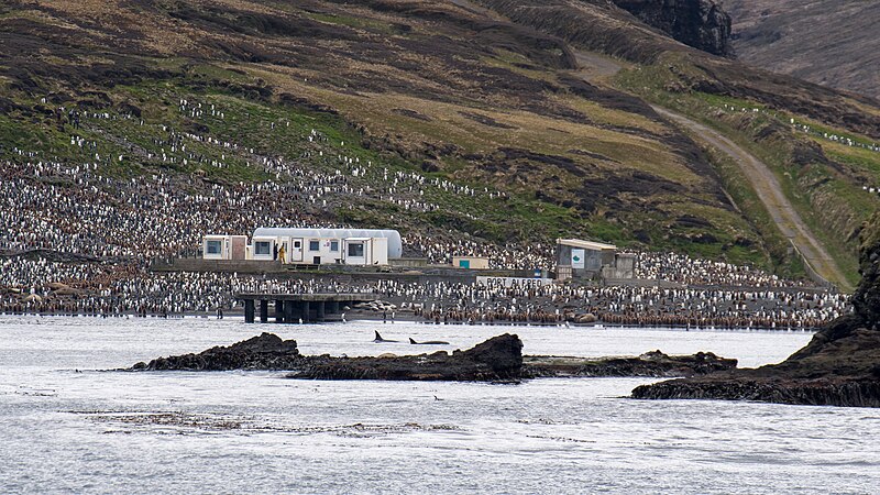 File:2020-11 Crozet Islands - Orca 03.jpg