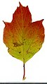 * Nomination Viburnum opulus. Leaf adaxial side. --Knopik-som 19:41, 5 November 2021 (UTC) * Promotion  Support Good quality. --Steindy 00:06, 6 November 2021 (UTC)