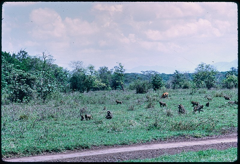 File:28-12-'71 Tanzania - Manyara Park - Bavianen Optimizer.jpg