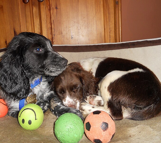 File:2 spaniel puppies 3 months old.jpg