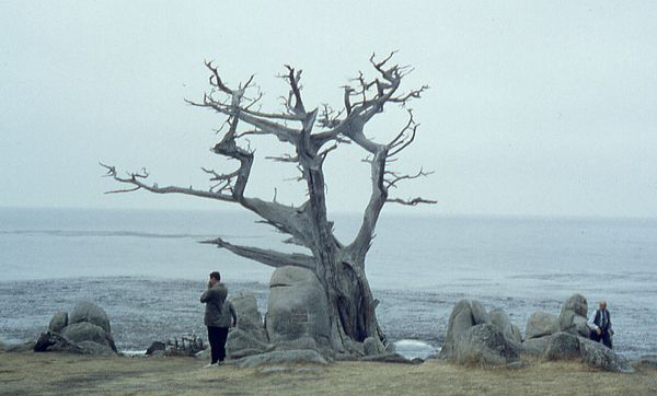 Famous "Witch Tree" landmark at Pescadero Point, Pebble Beach, September 1962. The tree was blown down by a storm on January 14, 1964.