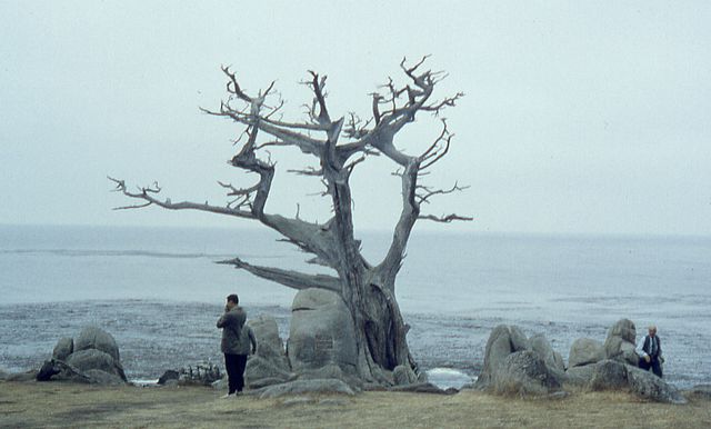 Famous "Witch Tree" landmark at Pescadero Point, Pebble Beach, September 1962. The tree was blown down by a storm on January 14, 1964.