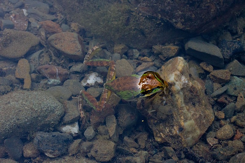 File:AWonder Pacific Chorus Frog 001.jpg