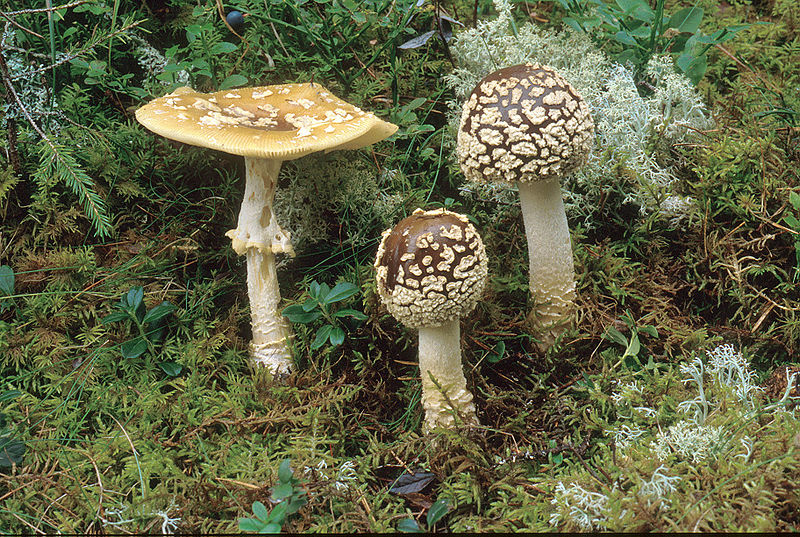 Representantes de Amanita encontrados no Brasil: 7. A. tanacipulvis