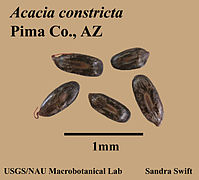 Acacia constricta