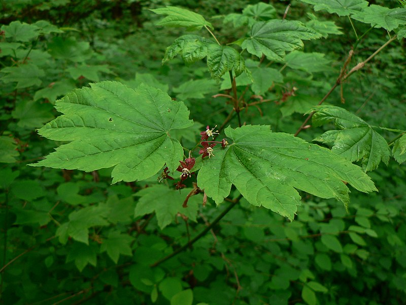 File:Acer circinatum 10751.JPG