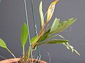 Acianthera gracilis
