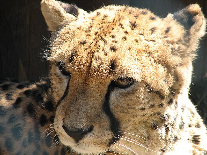 File:Acinonyx.jubatus-head2-ZOO.Olomouc.jpg