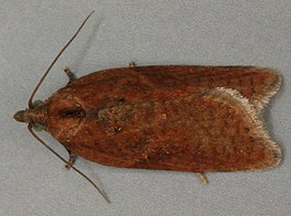 Acleris caledoniana