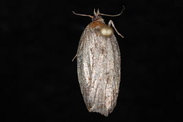 Acleris robinsoniana