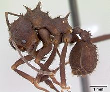 Acromyrmex niger casent0173799 профиль 1.jpg