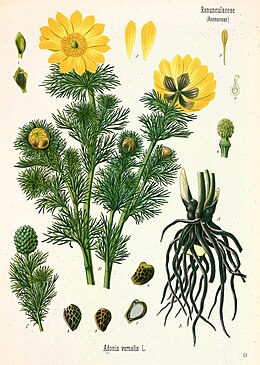 Adonis vernalis - Köhler–s Medizinal-Pflanzen-152.jpg